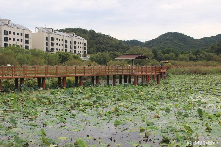 정양늪생태공원 여행 추천 - 메고지고