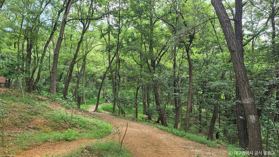 와룡산(대구) 여행 추천 - 메고지고 와룡산(대구) 여행 추천 - 메고지고