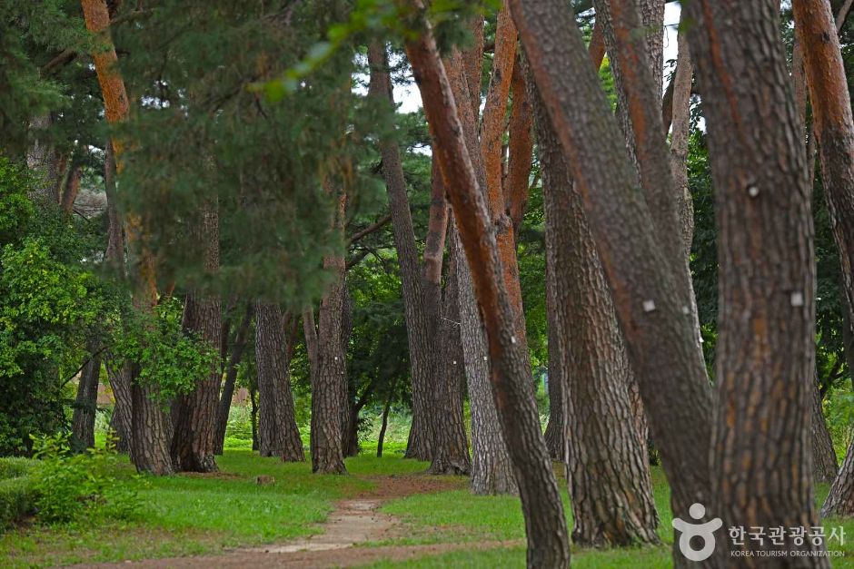 허난설헌 솔숲 여행 추천 - 메고지고 허난설헌 솔숲 여행 추천 - 메고지고