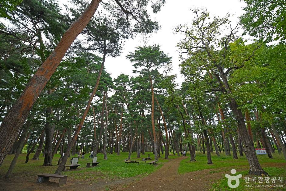 허난설헌 솔숲 여행 추천 - 메고지고 허난설헌 솔숲 여행 추천 - 메고지고