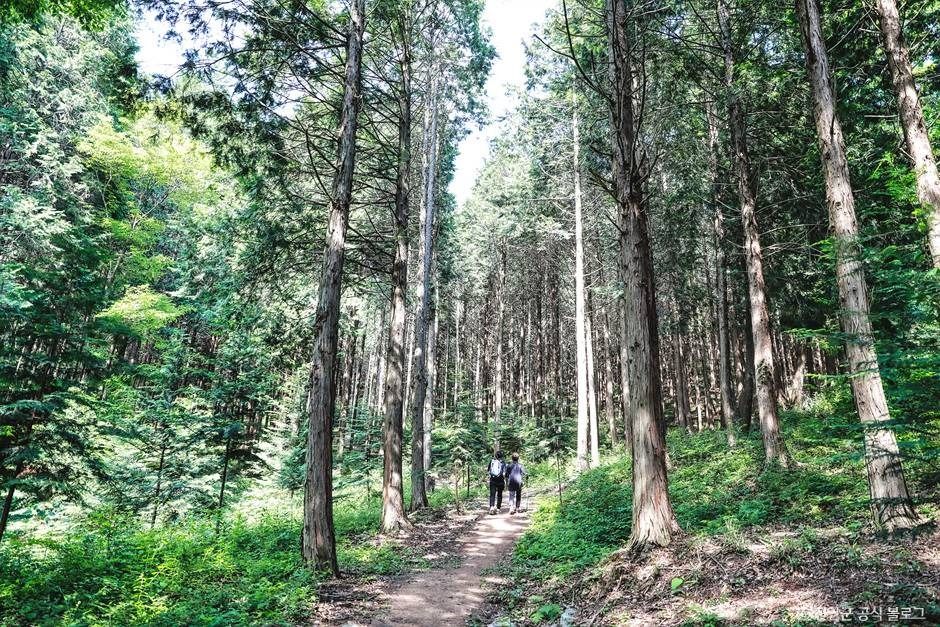 부귀 편백숲 삼림욕장 여행 추천 - 메고지고 부귀 편백숲 삼림욕장 여행 추천 - 메고지고