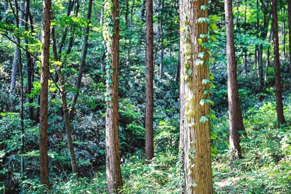부귀 편백숲 삼림욕장 여행 추천 - 메고지고 부귀 편백숲 삼림욕장 여행 추천 - 메고지고