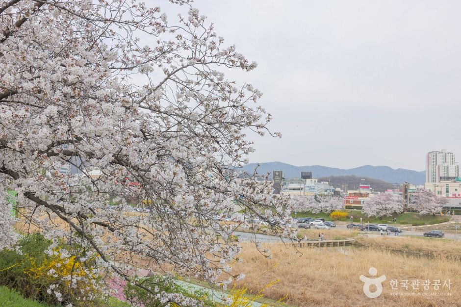 무심천 벚꽃 거리 여행 추천 - 메고지고 무심천 벚꽃 거리 여행 추천 - 메고지고
