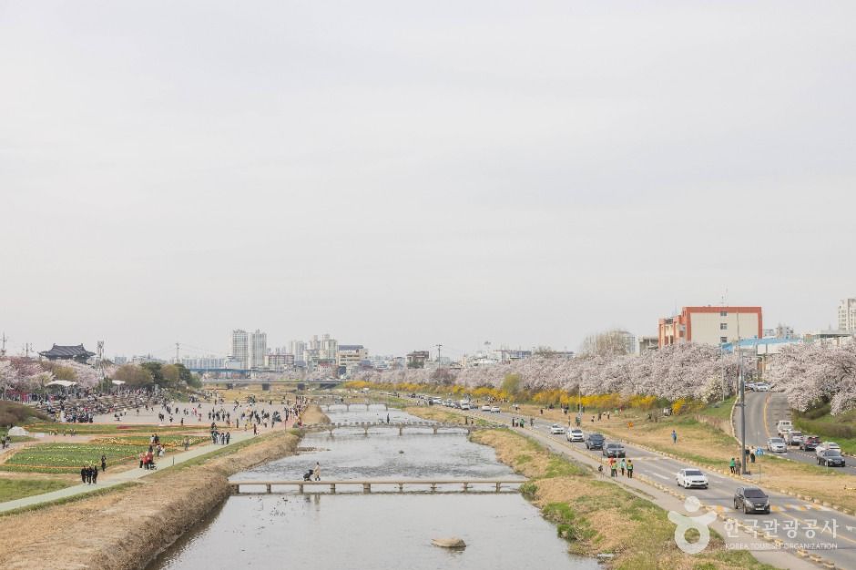 무심천 벚꽃 거리 여행 추천 - 메고지고 무심천 벚꽃 거리 여행 추천 - 메고지고