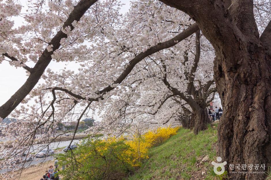 무심천 벚꽃 거리 여행 추천 - 메고지고 무심천 벚꽃 거리 여행 추천 - 메고지고