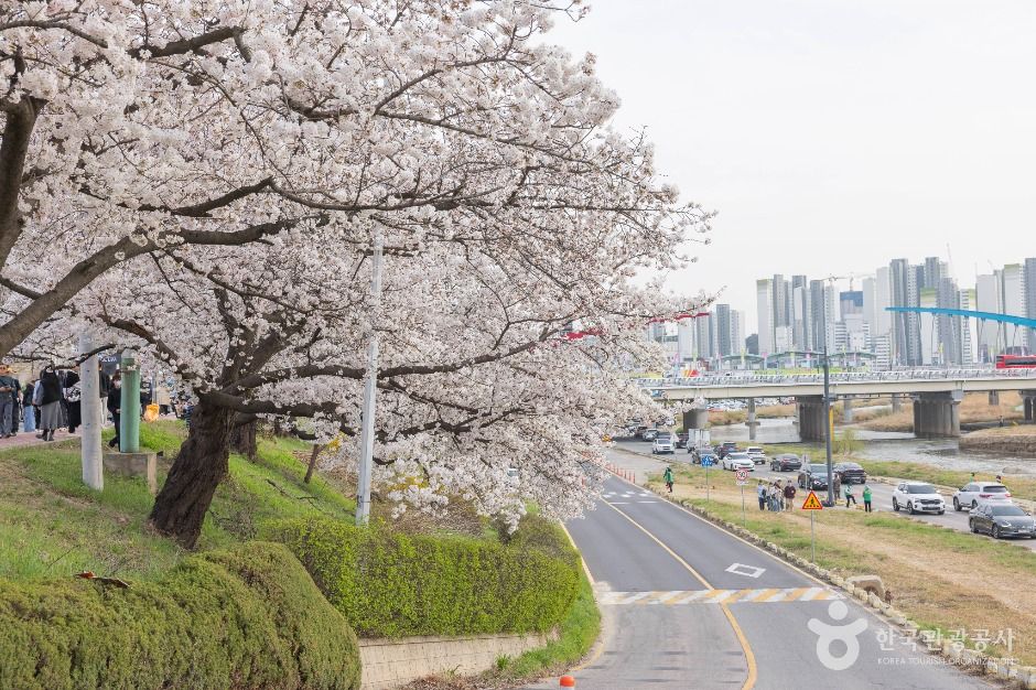 무심천 벚꽃 거리 여행 추천 - 메고지고 무심천 벚꽃 거리 여행 추천 - 메고지고