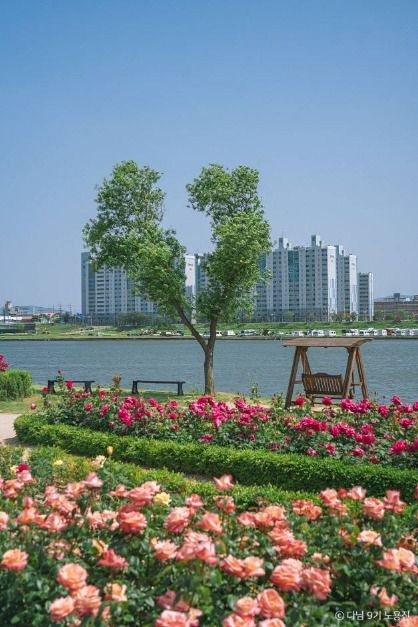 형산강 장미원 여행 추천 - 메고지고 형산강 장미원 여행 추천 - 메고지고
