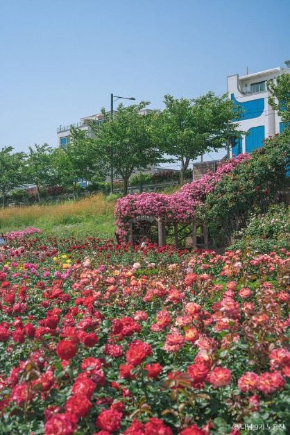 형산강 장미원 여행 추천 - 메고지고 형산강 장미원 여행 추천 - 메고지고