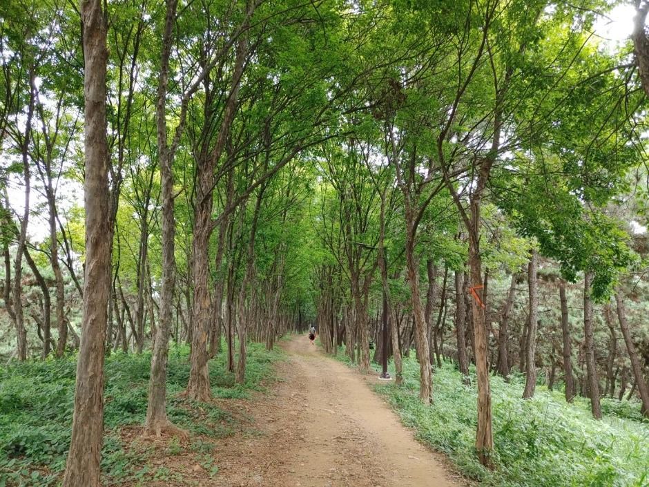 [시흥 늠내길 5코스] 정왕둘레길 여행 추천 - 메고지고