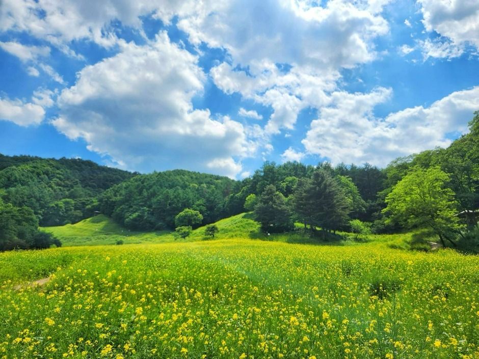 추정리 메밀밭 여행 추천 - 메고지고 추정리 메밀밭 여행 추천 - 메고지고