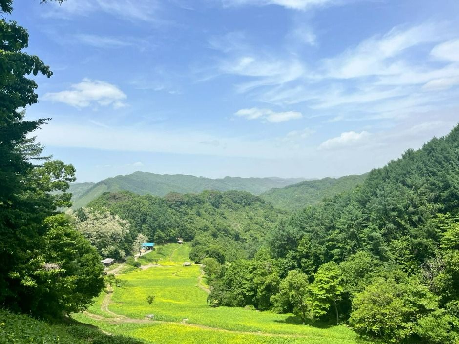 추정리 메밀밭 여행 추천 - 메고지고 추정리 메밀밭 여행 추천 - 메고지고