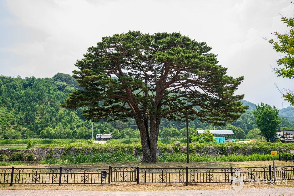함양 목현리 구송 여행 추천 - 메고지고 함양 목현리 구송 여행 추천 - 메고지고