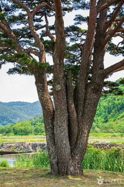 함양 목현리 구송 여행 추천 - 메고지고 함양 목현리 구송 여행 추천 - 메고지고