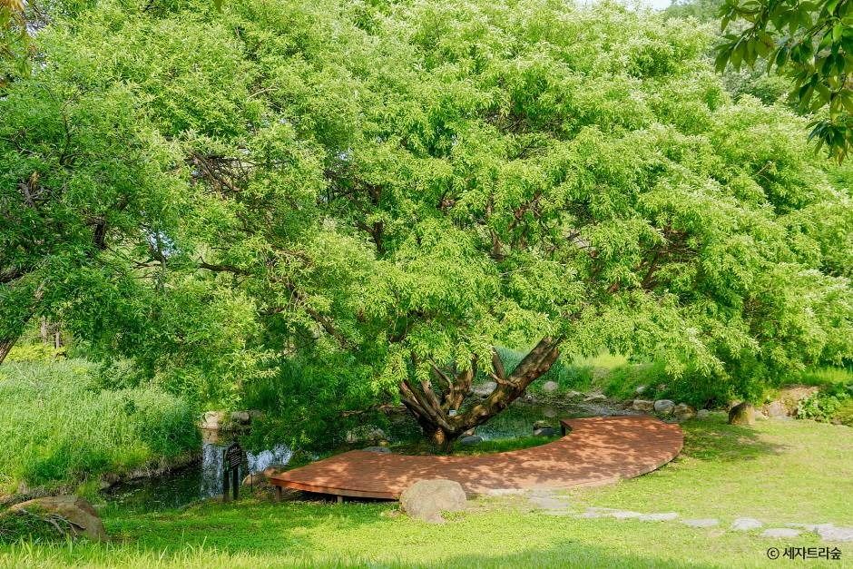 통영RCE세자트라숲 여행 추천 - 메고지고 통영RCE세자트라숲 여행 추천 - 메고지고