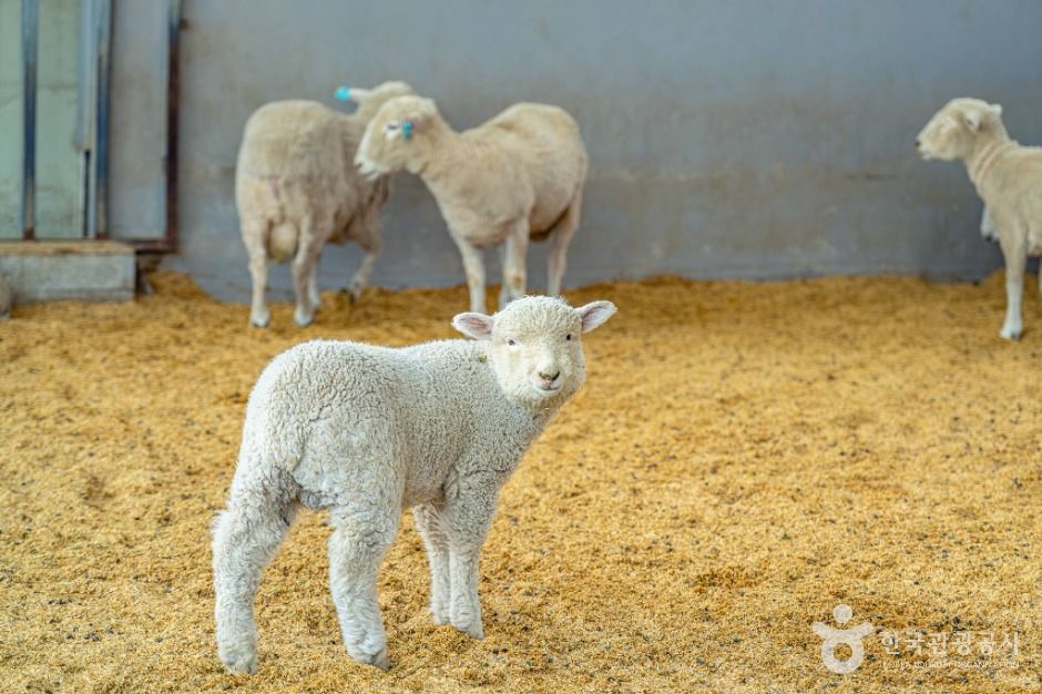 숲소리공원 여행 추천 - 메고지고 숲소리공원 여행 추천 - 메고지고