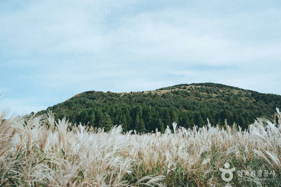 큰사슴이오름 여행 추천 - 메고지고 큰사슴이오름 여행 추천 - 메고지고