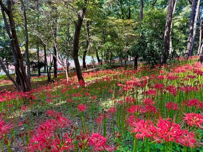 선암호수공원 여행 추천 - 메고지고 선암호수공원 여행 추천 - 메고지고