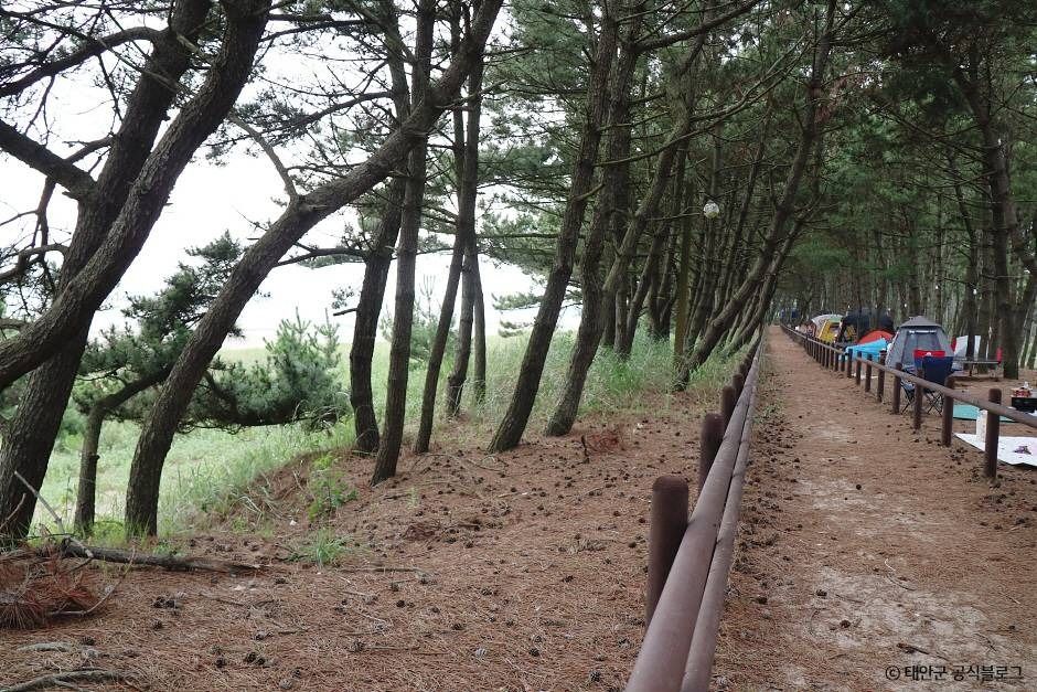 안면해수욕장 여행 추천 - 메고지고 안면해수욕장 여행 추천 - 메고지고