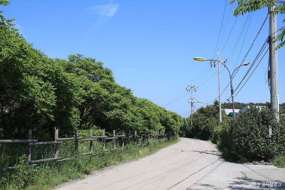 태안 안면도 모감주나무 군락 여행 추천 - 메고지고 태안 안면도 모감주나무 군락 여행 추천 - 메고지고