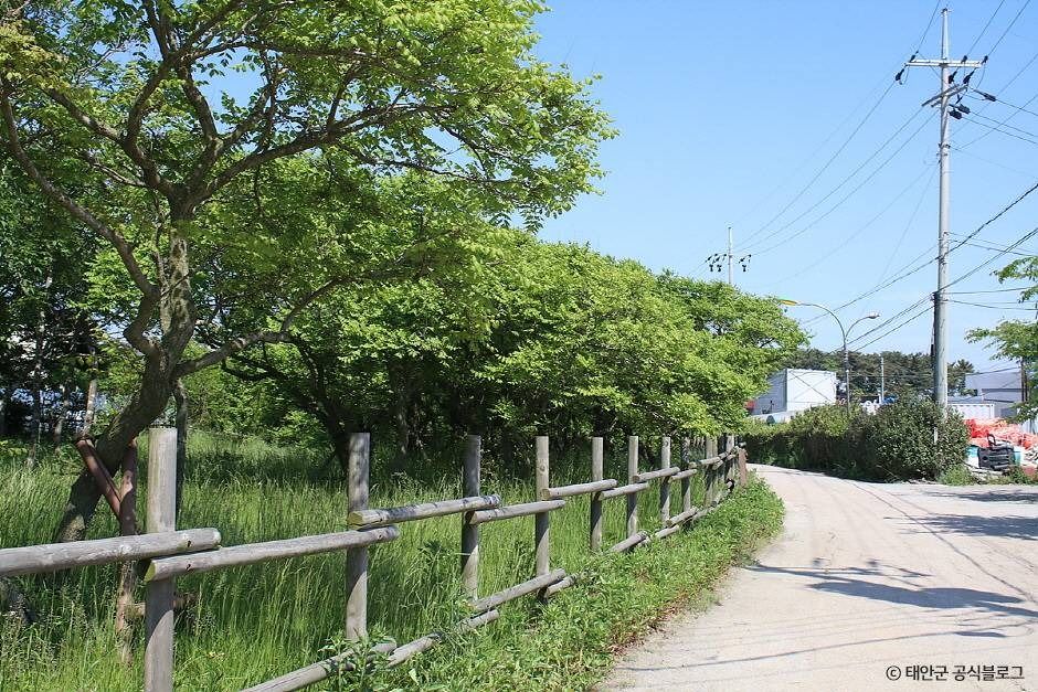 태안 안면도 모감주나무 군락 여행 추천 - 메고지고 태안 안면도 모감주나무 군락 여행 추천 - 메고지고
