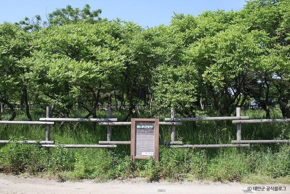 태안 안면도 모감주나무 군락 여행 추천 - 메고지고 태안 안면도 모감주나무 군락 여행 추천 - 메고지고