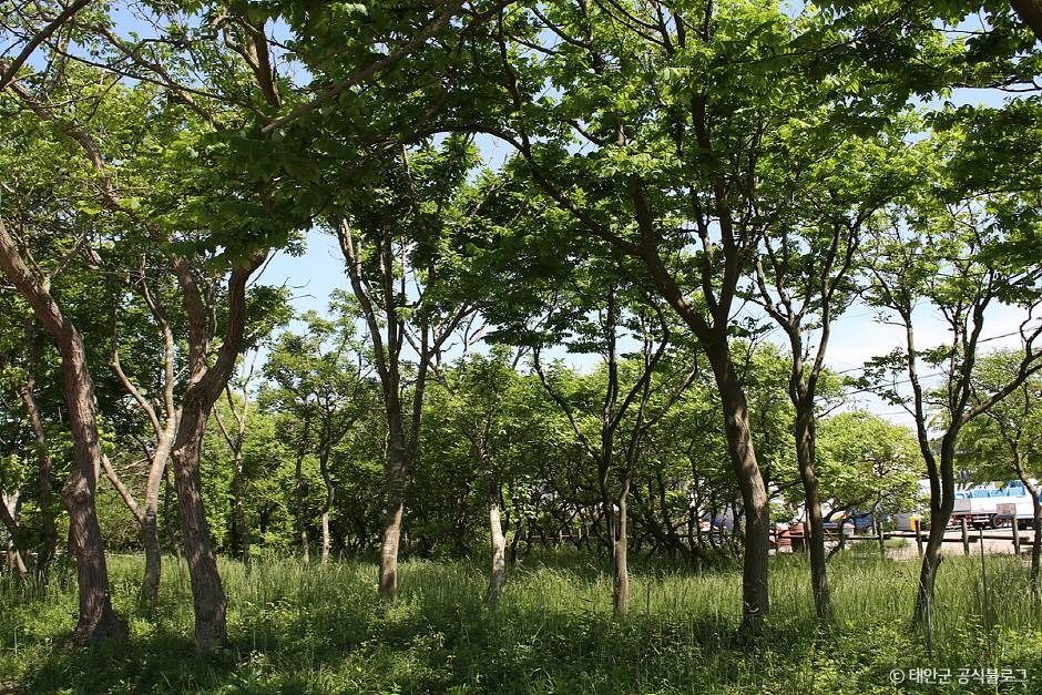 태안 안면도 모감주나무 군락 여행 추천 - 메고지고 태안 안면도 모감주나무 군락 여행 추천 - 메고지고