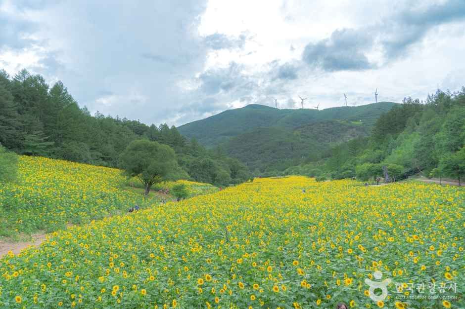 구와우마을 여행 추천 - 메고지고 구와우마을 여행 추천 - 메고지고