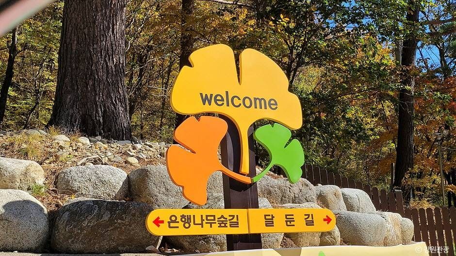 홍천 은행나무숲 여행 추천 - 메고지고 홍천 은행나무숲 여행 추천 - 메고지고
