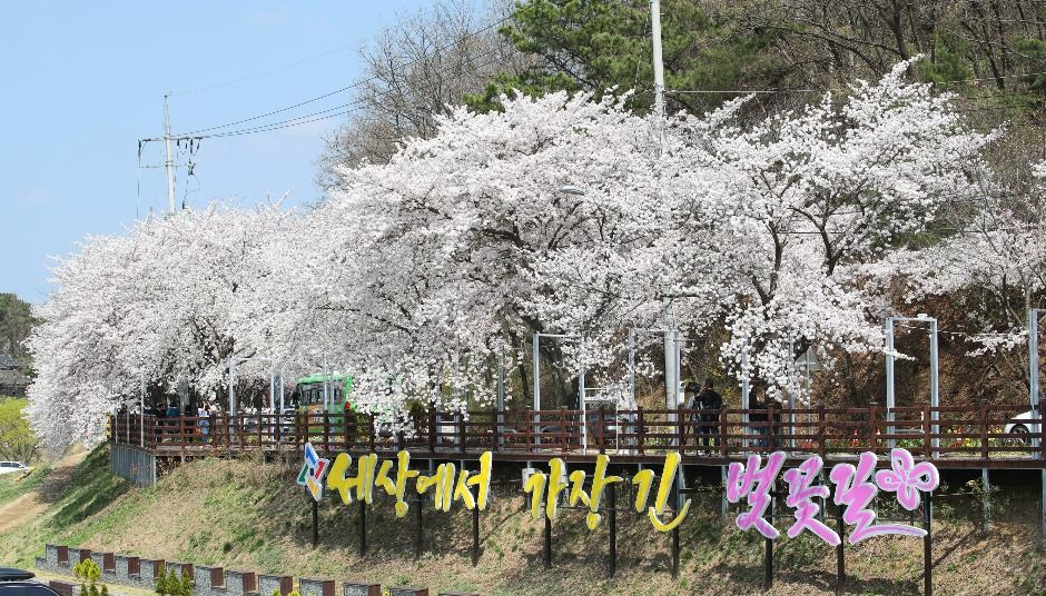 대청호 벚꽃길 여행 추천 - 메고지고 대청호 벚꽃길 여행 추천 - 메고지고