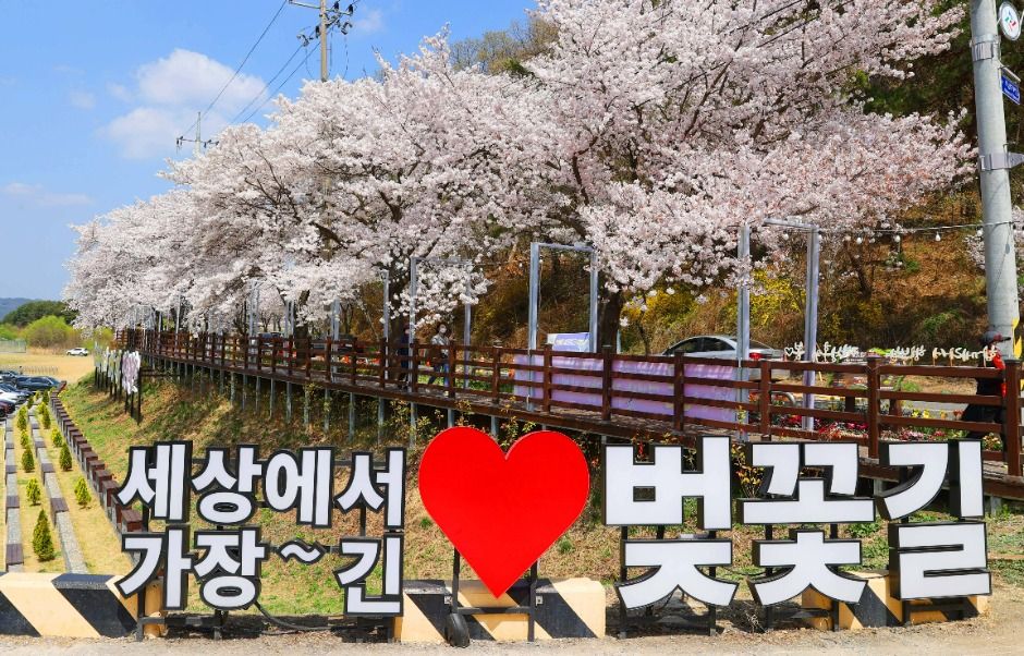 대청호 벚꽃길 여행 추천 - 메고지고 대청호 벚꽃길 여행 추천 - 메고지고