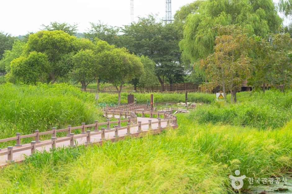 경포가시연습지 여행 추천 - 메고지고