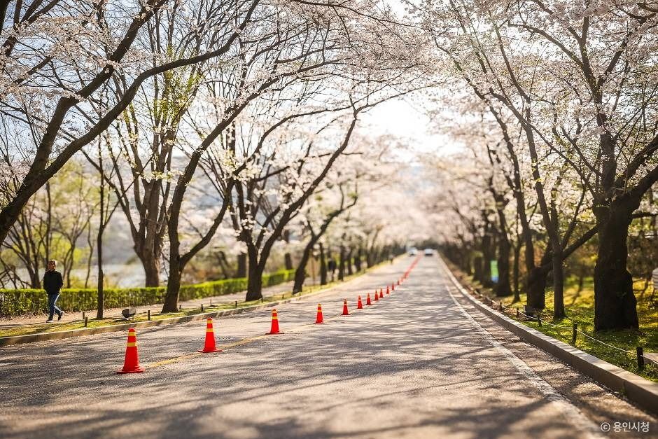 가실벚꽃길 여행 추천 - 메고지고