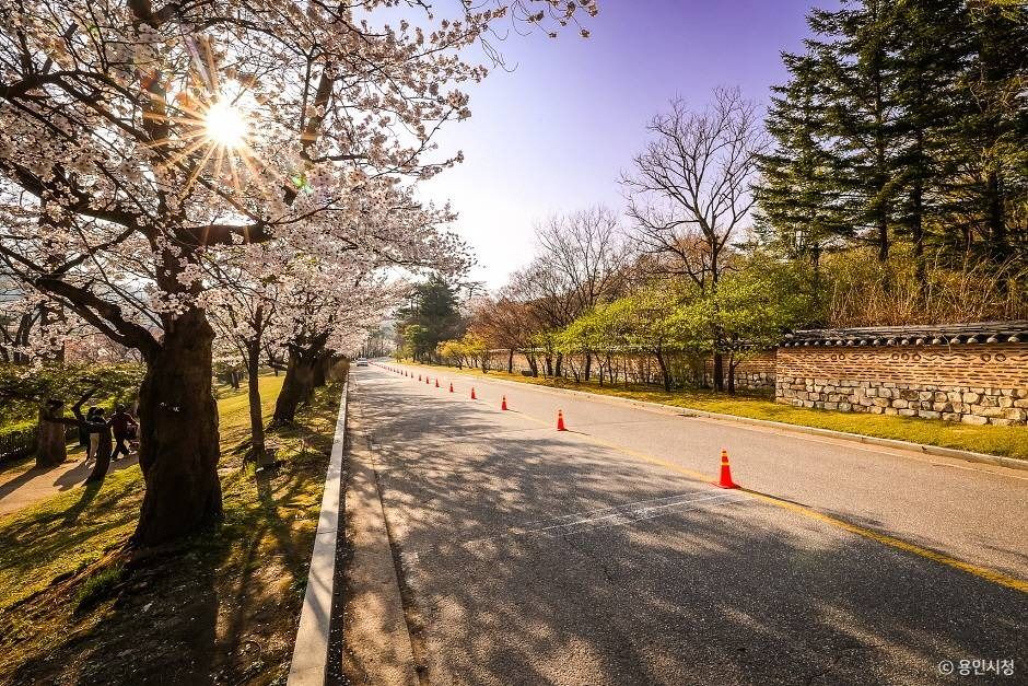 가실벚꽃길 여행 추천 - 메고지고