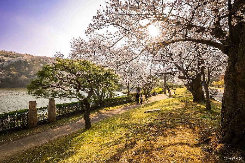 가실벚꽃길 여행 추천 - 메고지고