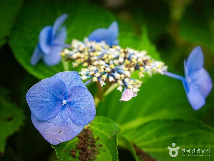 백두대간 생태수목원 여행 추천 - 메고지고 백두대간 생태수목원 여행 추천 - 메고지고