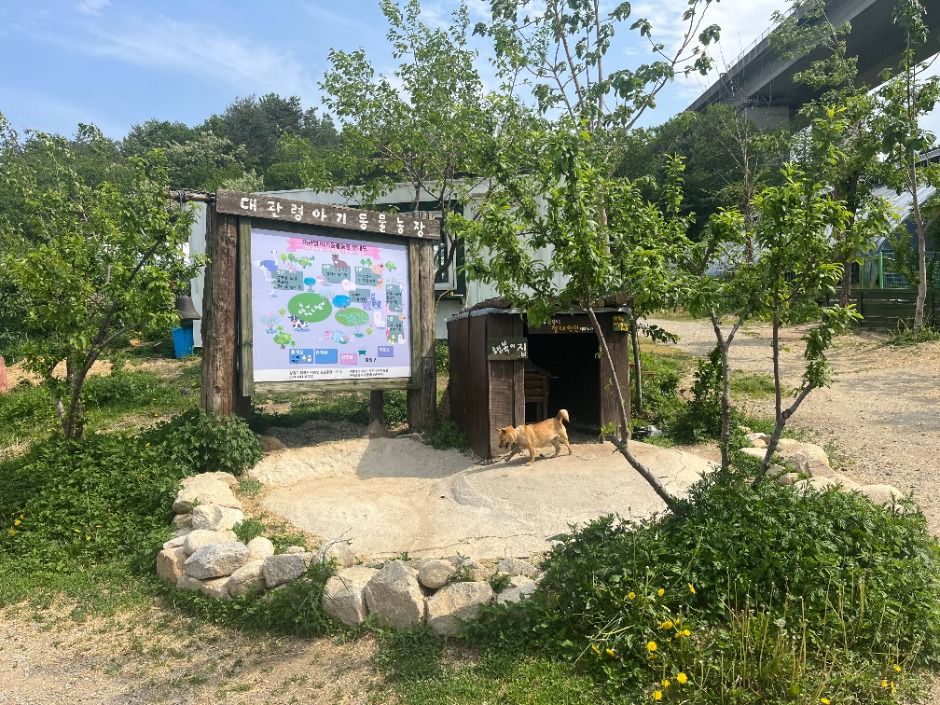 대관령아기동물농장 여행 추천 - 메고지고
