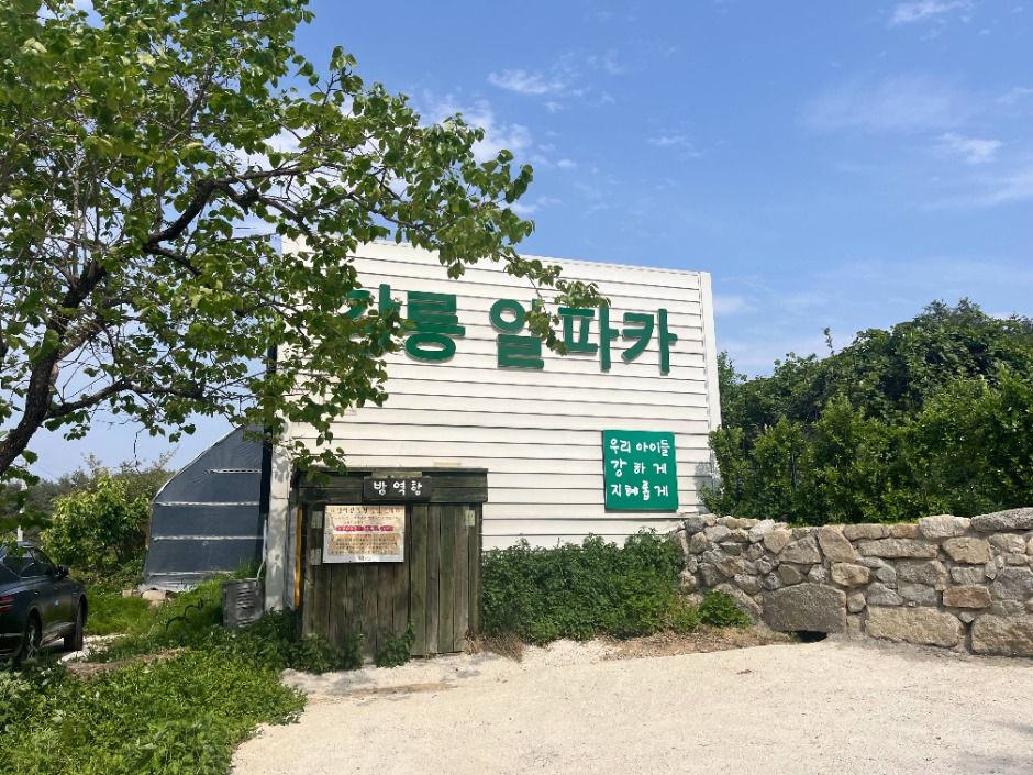 대관령아기동물농장 여행 추천 - 메고지고