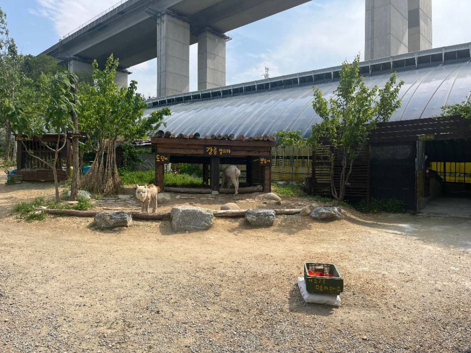 대관령아기동물농장 여행 추천 - 메고지고