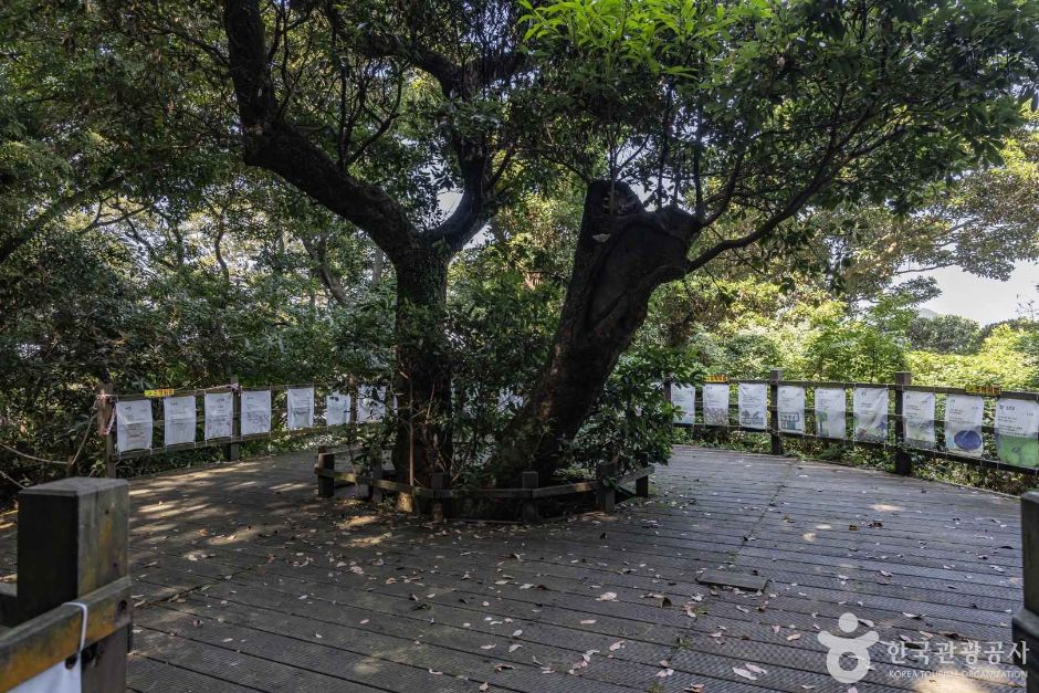금산공원(납읍난대림지대) 여행 추천 - 메고지고 금산공원(납읍난대림지대) 여행 추천 - 메고지고