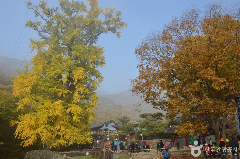 용문사(용문산) 여행 추천 - 메고지고 용문사(용문산) 여행 추천 - 메고지고