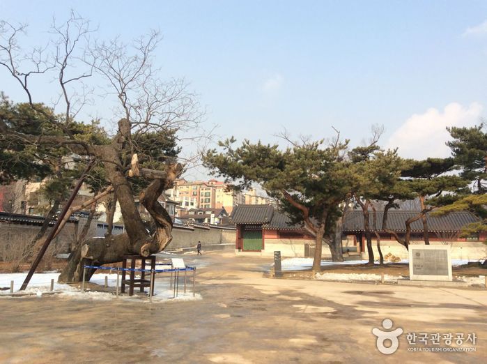 창덕궁 향나무 여행 추천 - 메고지고 창덕궁 향나무 여행 추천 - 메고지고