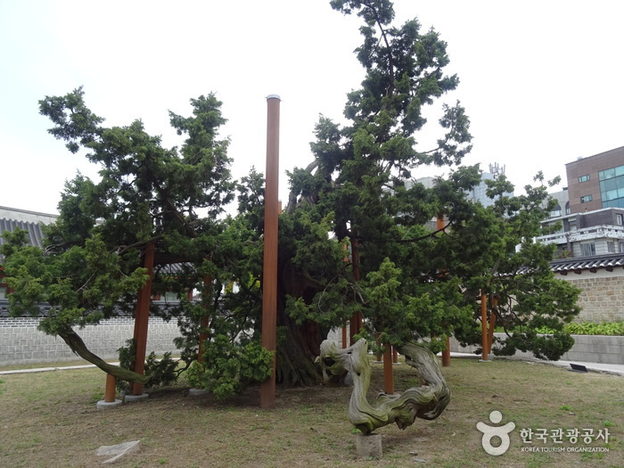 창덕궁 향나무 여행 추천 - 메고지고 창덕궁 향나무 여행 추천 - 메고지고