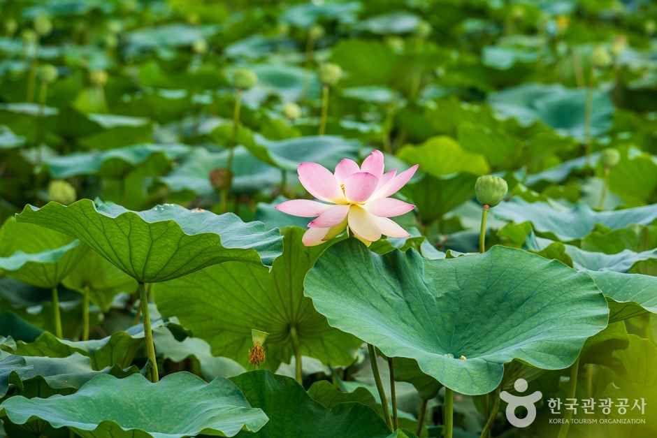 조천연꽃공원 여행 추천 - 메고지고 조천연꽃공원 여행 추천 - 메고지고