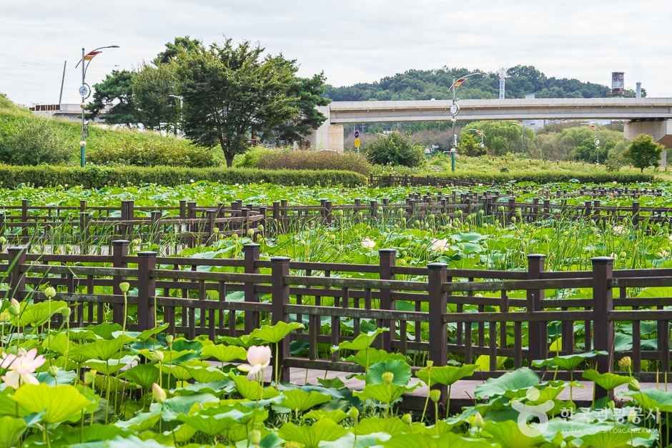조천연꽃공원 여행 추천 - 메고지고 조천연꽃공원 여행 추천 - 메고지고