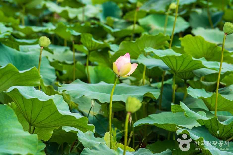 조천연꽃공원 여행 추천 - 메고지고 조천연꽃공원 여행 추천 - 메고지고