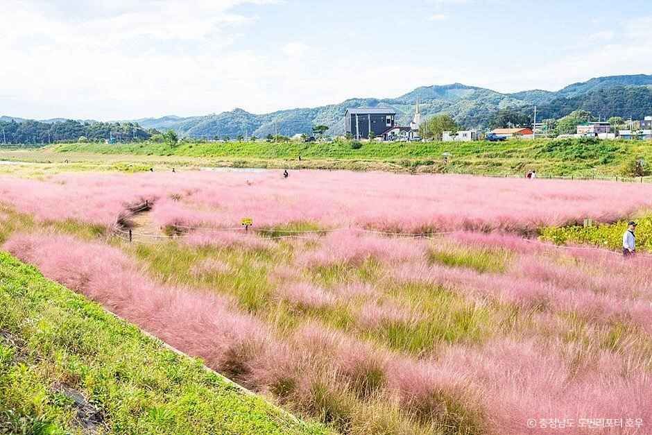 유구천핑크뮬리 여행 추천 - 메고지고 유구천핑크뮬리 여행 추천 - 메고지고
