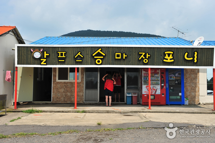 알프스제주 여행 추천 - 메고지고 알프스제주 여행 추천 - 메고지고