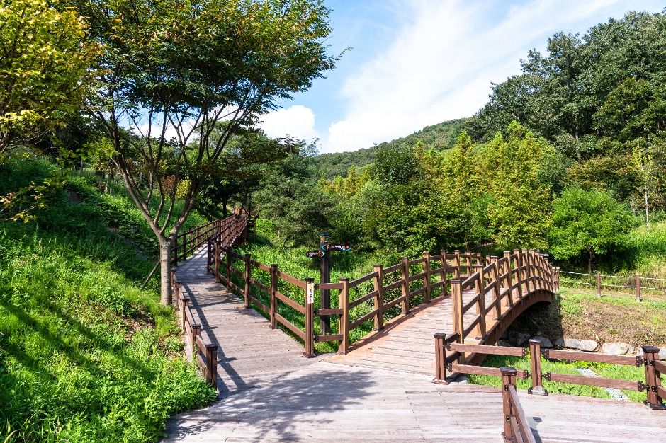 대전 치유의 숲 여행 추천 - 메고지고 대전 치유의 숲 여행 추천 - 메고지고