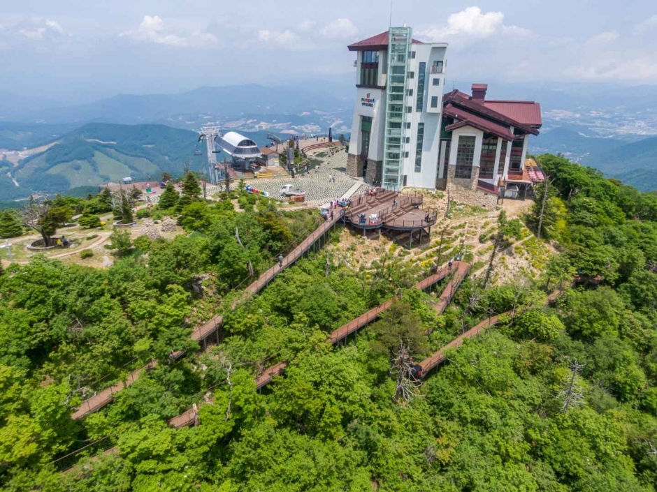 발왕산 천년주목숲길 여행 추천 - 메고지고 발왕산 천년주목숲길 여행 추천 - 메고지고