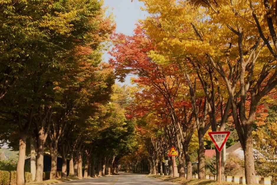 솔모로 컨트리클럽 여행 추천 - 메고지고